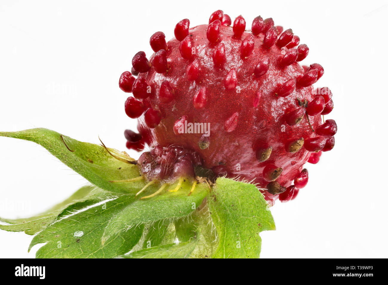 Frutto della fragola indiano (Duchesnea indica). Dimensioni effettive 10mm di diametro. Sporgenze dalla superficie del frutto sono i semi. Pianta è invasivo ed è Foto Stock