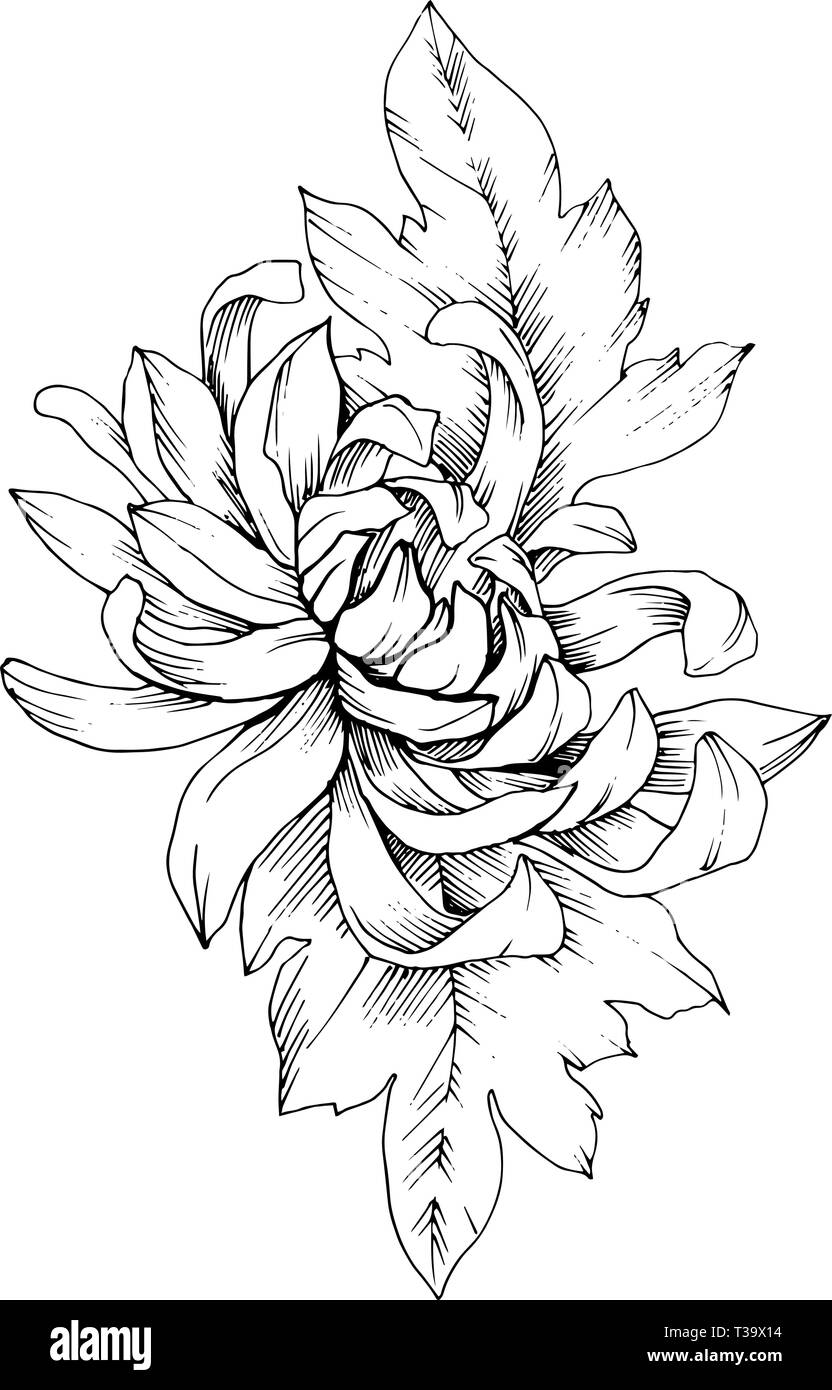 Crisantemo vettore botanico floreale di fiori. Bianco e nero inchiostro inciso art. Fiore isolato illustrazione elemento. Illustrazione Vettoriale