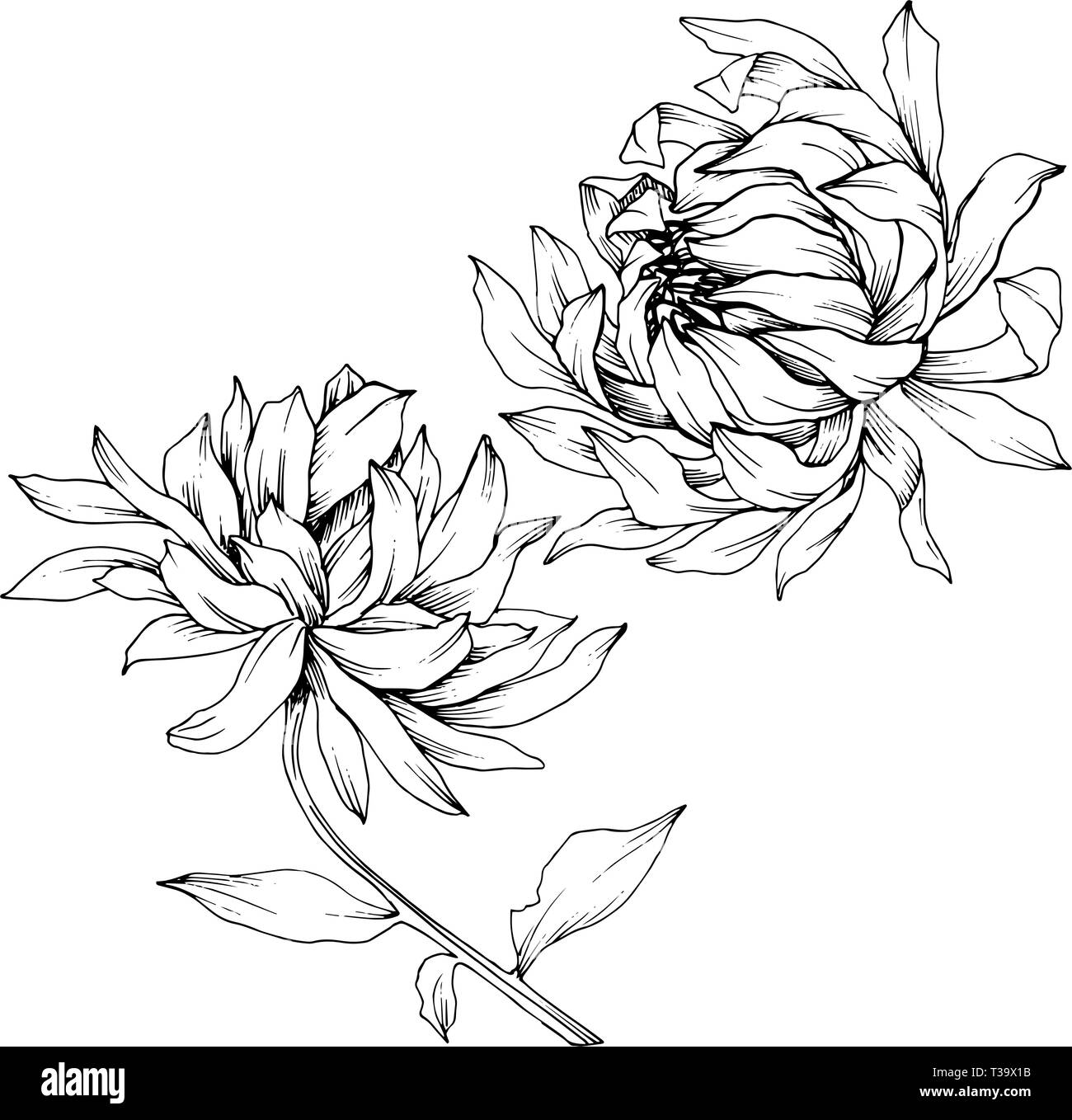 Crisantemo vettore botanico floreale di fiori. Bianco e nero inchiostro inciso art. Fiore isolato illustrazione elemento. Illustrazione Vettoriale