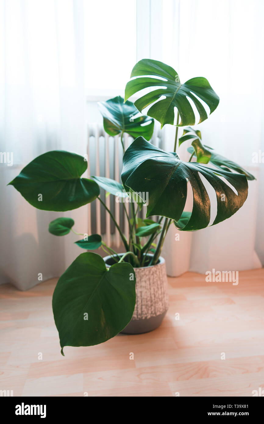 Bella Monstera deliciosa Foto Stock