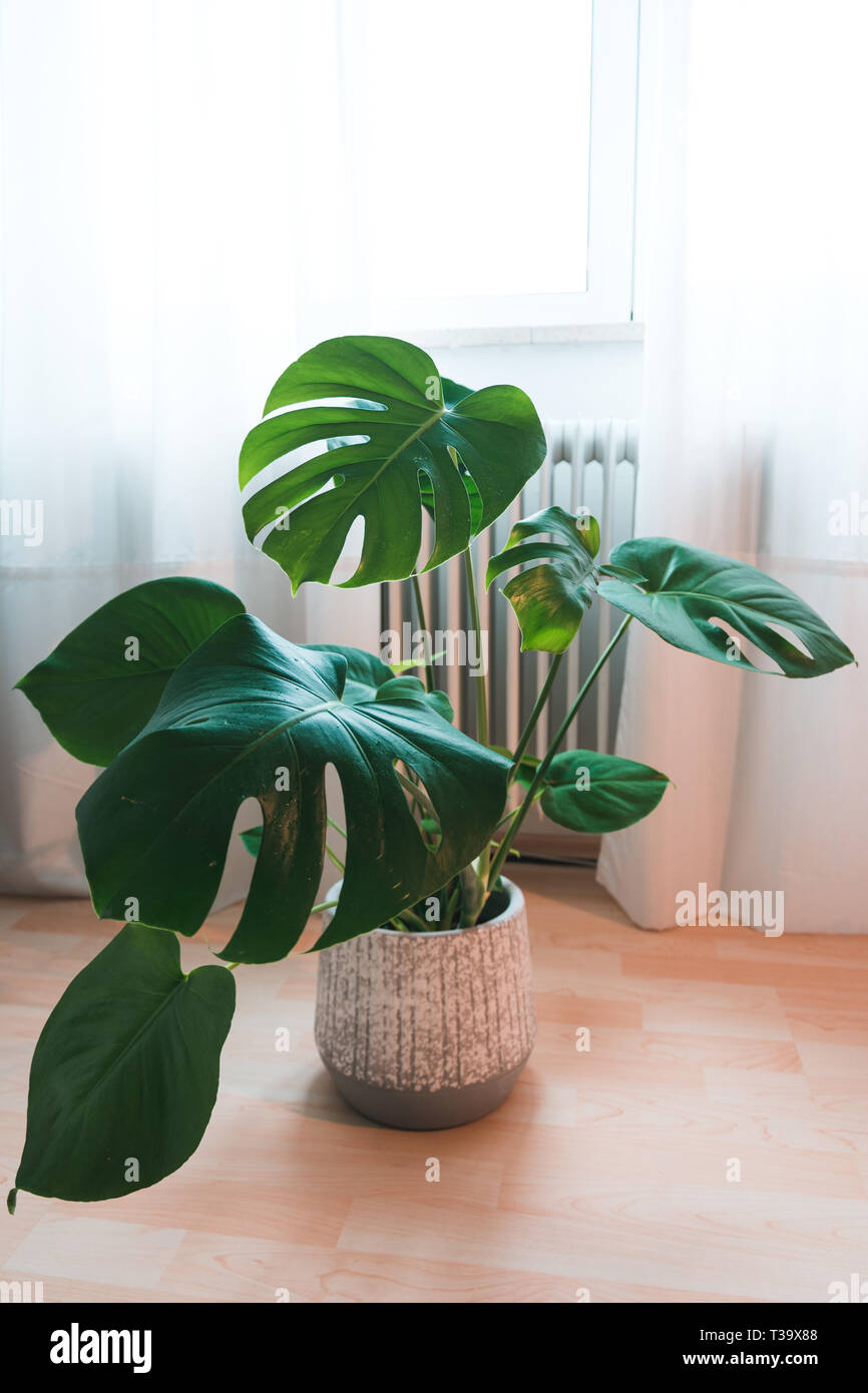 Bella Monstera deliciosa Foto Stock