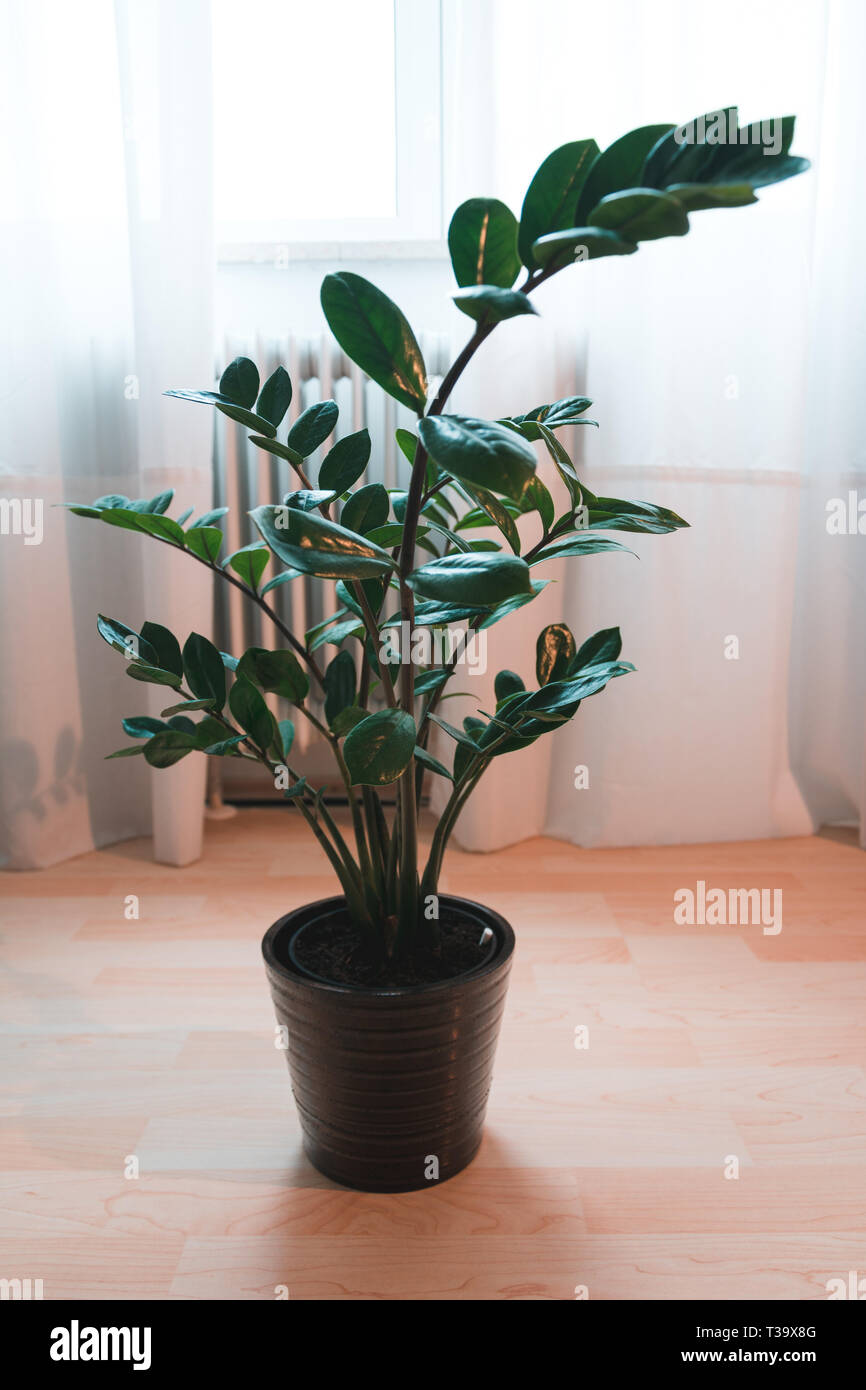 Zamia Indor impianto Foto Stock