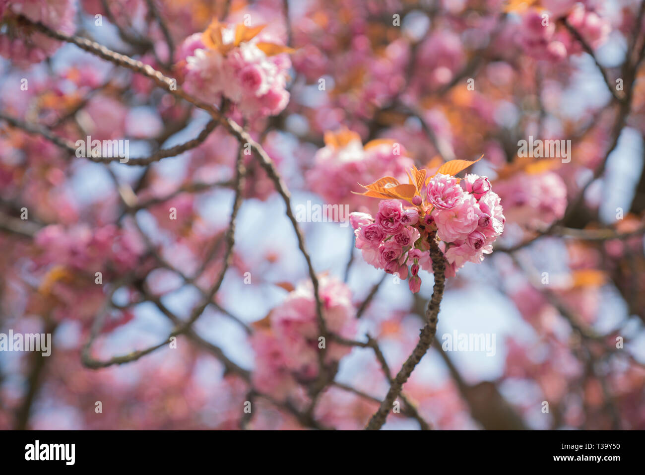 Fiore rosa blossom a Bruxelles Belgio Foto stock - Alamy
