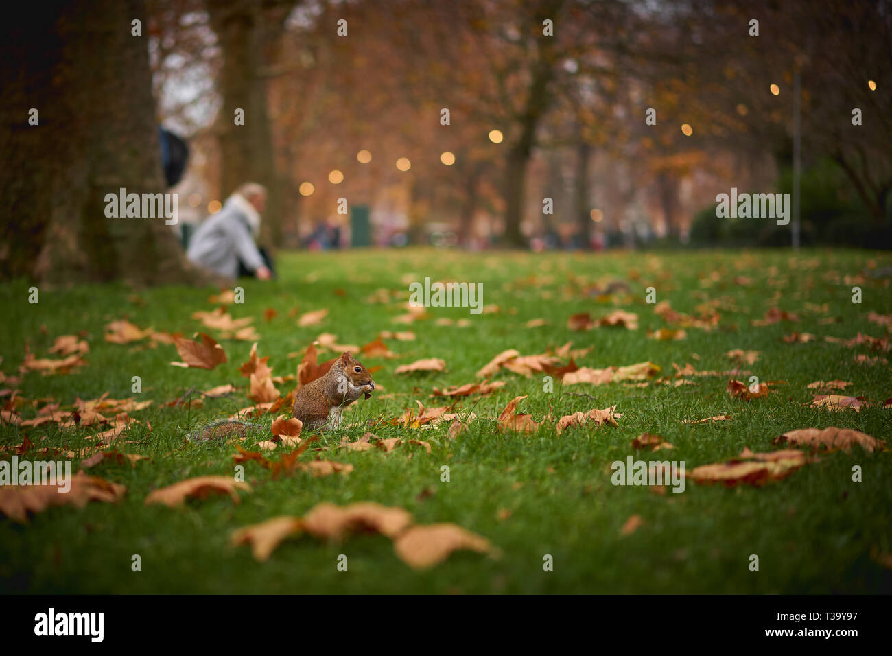 Scoiattolo grigio in un parco di Londra (UK) con foglie sul terreno. Autunno/autunno del concetto. Sfondo sfocato. Formato orizzontale. Foto Stock