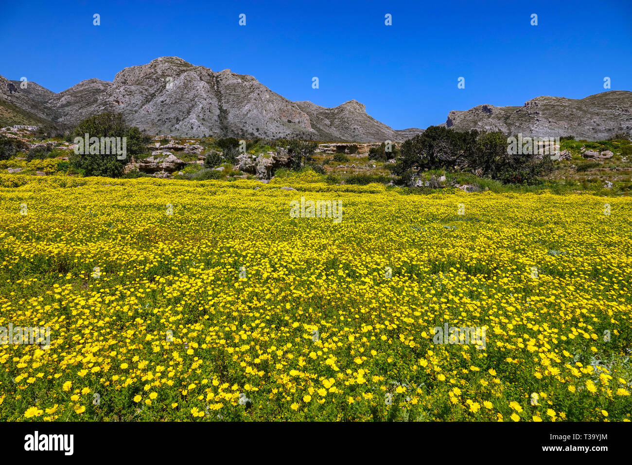 Giallo daisy africani, margherite, molla, primavera, Peleponnese, Grecia, greco Foto Stock