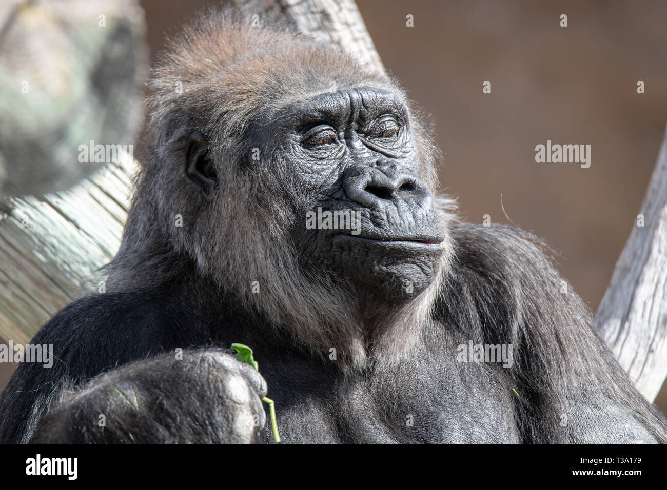 Criticamente minacciate (Gorilla gorilla Gorilla) presso lo Zoo di Albuquerque nel New Mexico Foto Stock