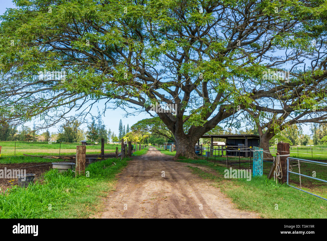 Strade di campagna attraverso Dillingham Ranch in Hawaii Foto Stock
