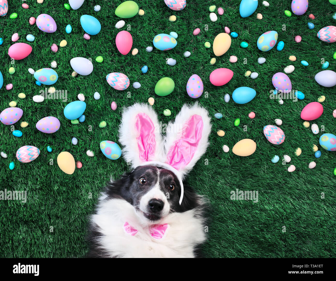 Cane con orecchie di coniglietto circondato da colorate le uova di Pasqua e dolci Foto Stock