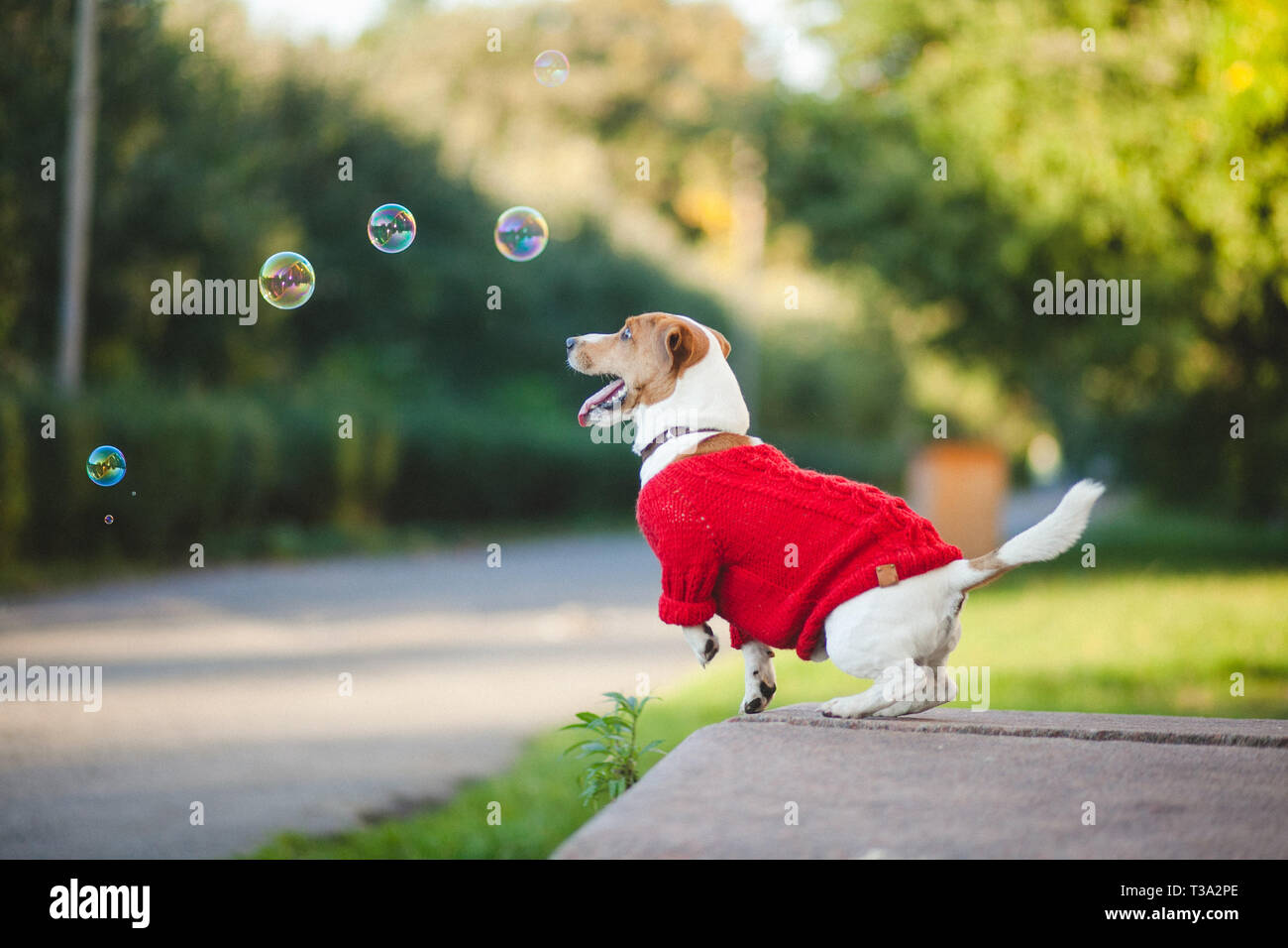 Cane correre e giocare sulla strada. Autunno, Jack Russell Terrier Foto Stock Cane correre e giocare sulla strada. Autunno, Jack Russell Terrier Foto Stock