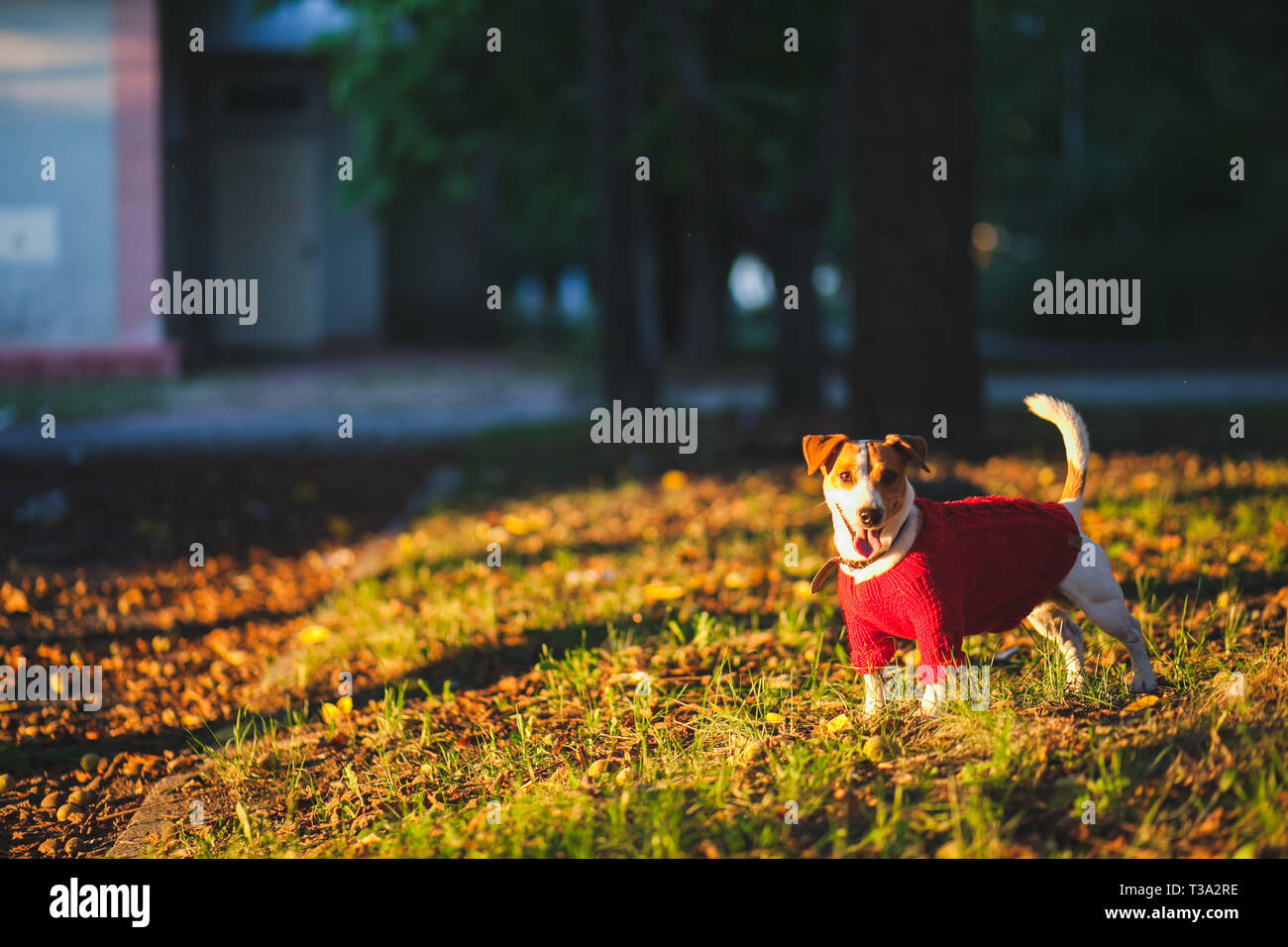 Cane correre e giocare sulla strada. Autunno, Jack Russell Terrier Foto Stock Cane correre e giocare sulla strada. Autunno, Jack Russell Terrier Foto Stock