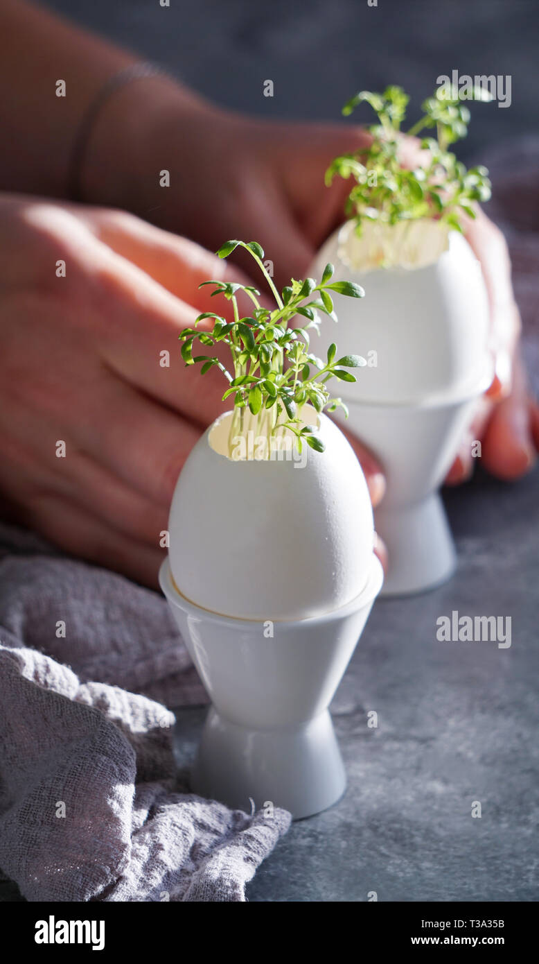 Microgreens nei gusci, pasqua concetto, uova di pasqua Foto Stock