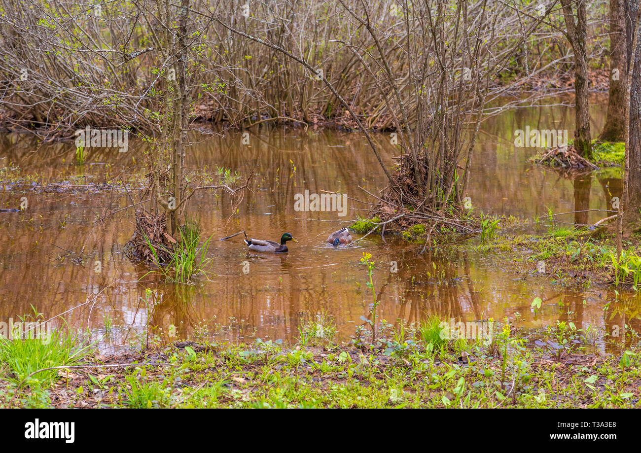Anatre in allagato zone umide Foto Stock