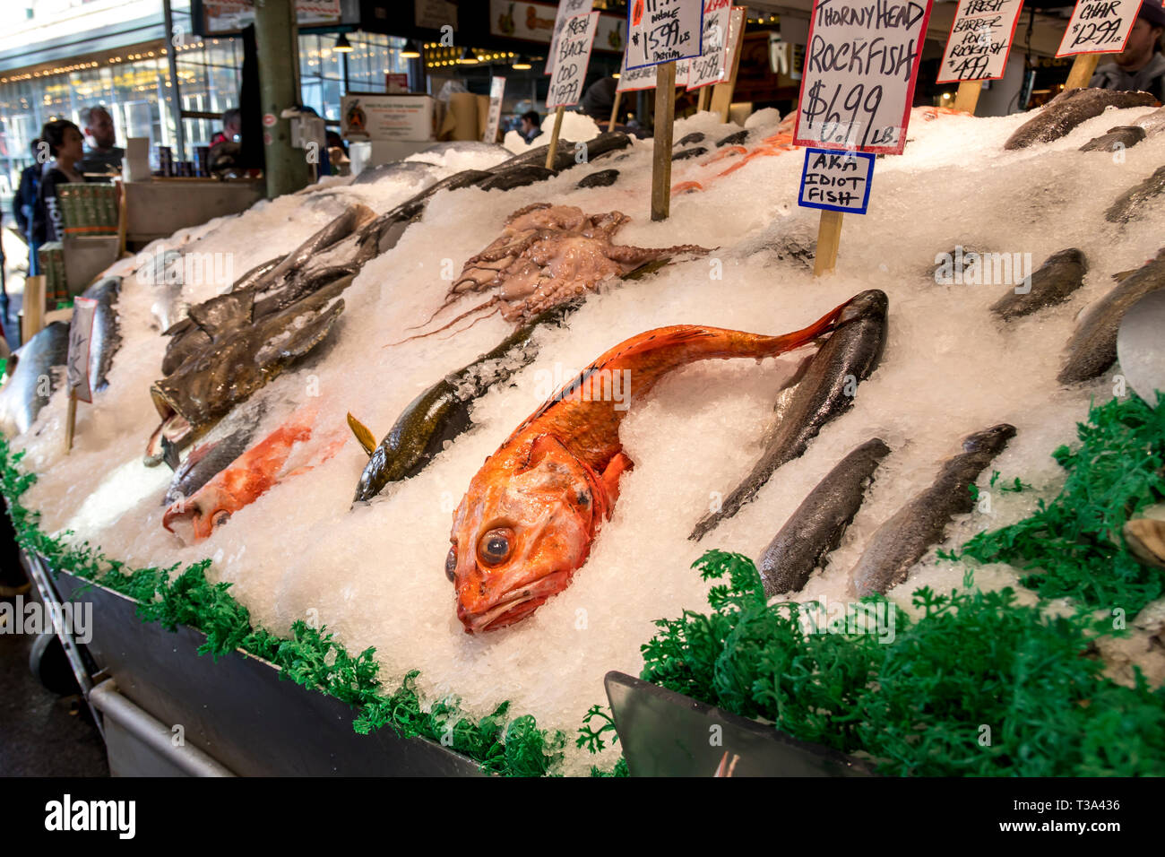 Pesce fresco su ghiaccio al mercato del pesce Foto Stock