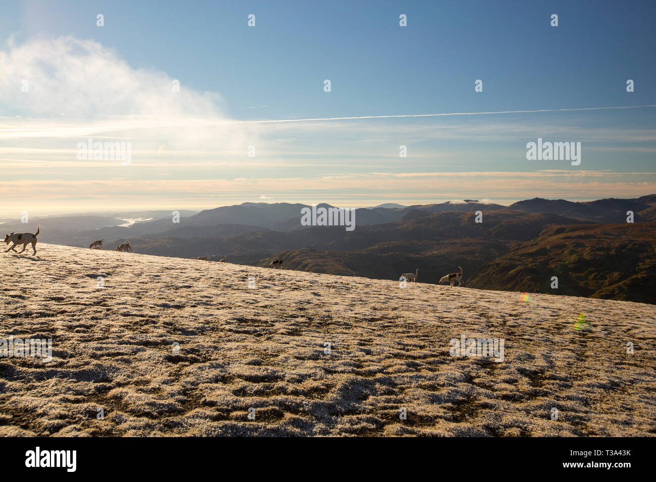 Illegale la caccia alla volpe sul Helvellyn nel distretto del lago, UK. Foto Stock