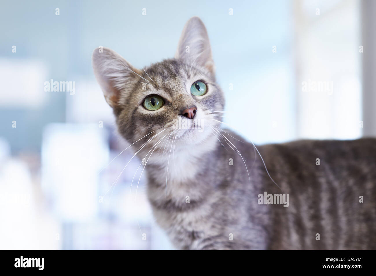 Un ritratto di una giovane amichevole grigio tabby cat con grandi occhi verdi Foto Stock