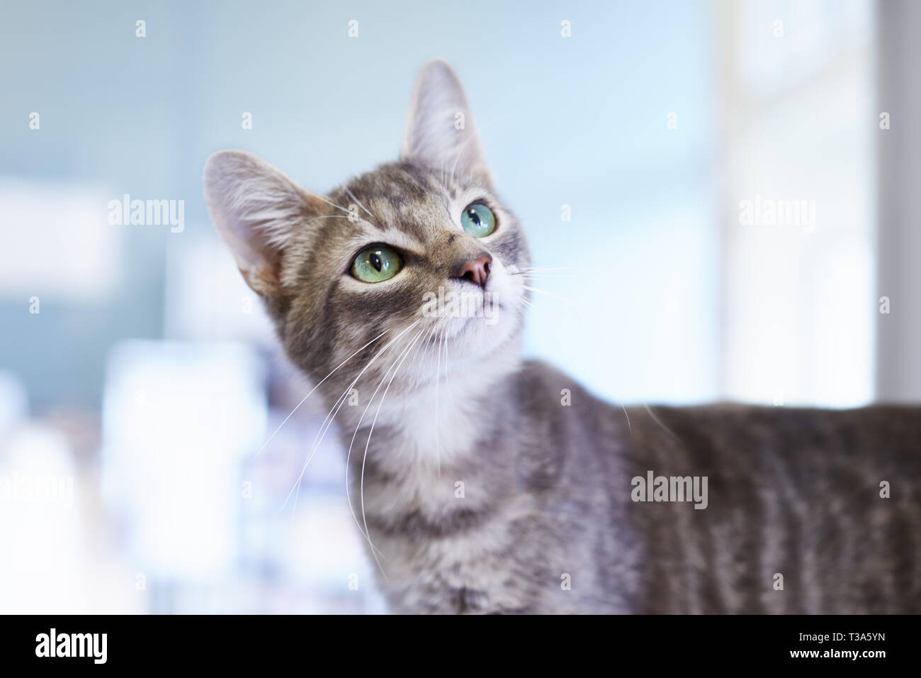 Un ritratto di una giovane amichevole grigio tabby cat con grandi occhi verdi Foto Stock