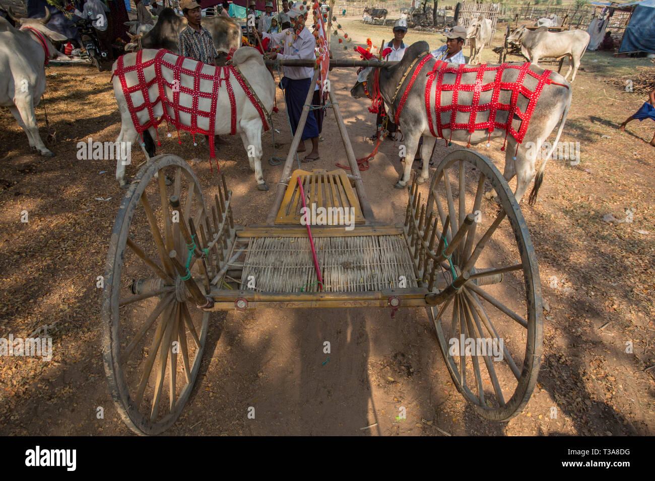 Gli uomini birmani la preparazione di buoi per la gara di oxcart al Vesak luna piena festa per celebrare il compleanno di Buddha a Shwe Yin Pagoda Maw, vicino a T Foto Stock