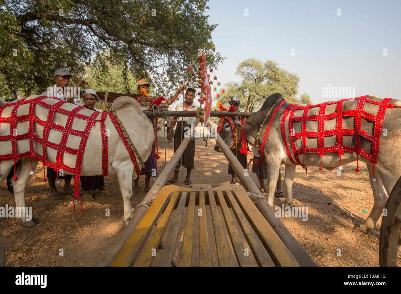 Gli uomini birmani la preparazione di buoi per la gara di oxcart al Vesak luna piena festa per celebrare il compleanno di Buddha a Shwe Yin Pagoda Maw, vicino a T Foto Stock