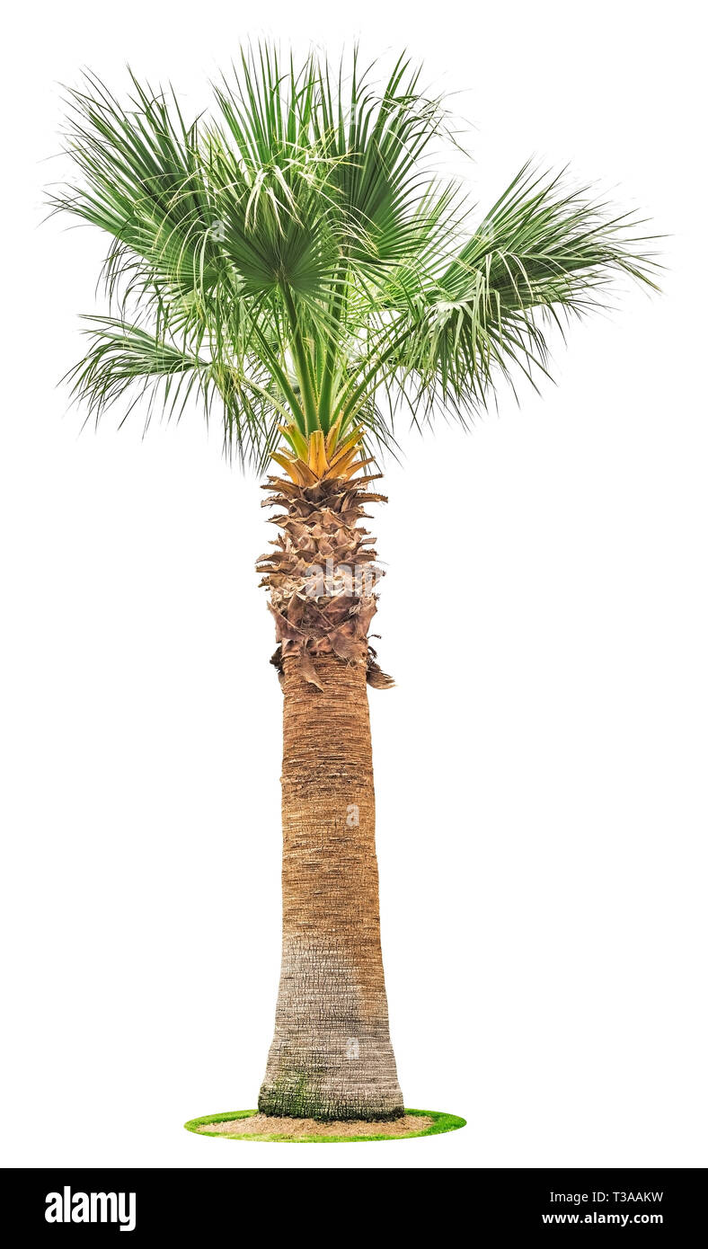 Big Palm tree isolati su sfondo bianco. Foto Stock