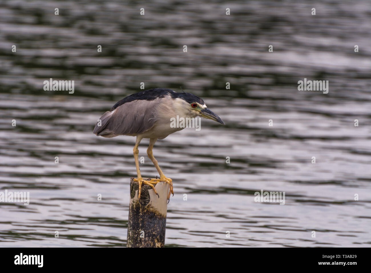 2019, gennaio. Florianópolis, Brasile. Uccelli esotici in piedi su un bastone di legno, all'Conceicao laguna. Foto Stock