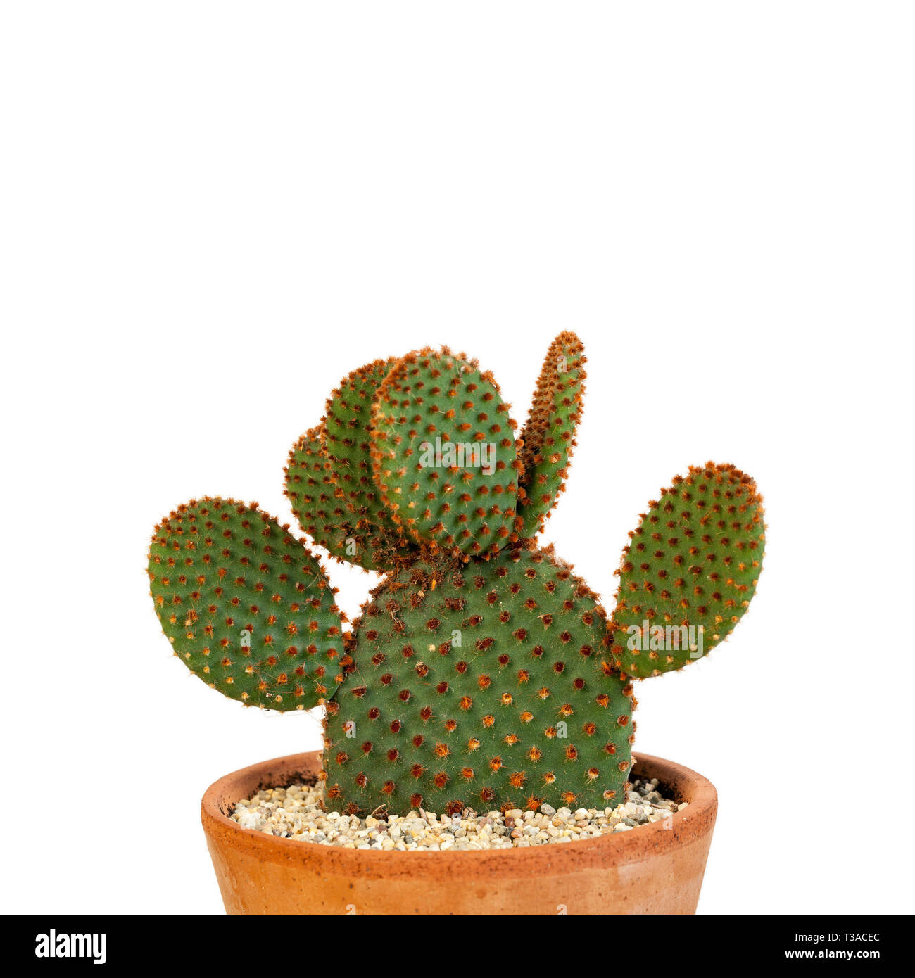 Orecchie di coniglietto cactus isolato su sfondo bianco. Foto Stock