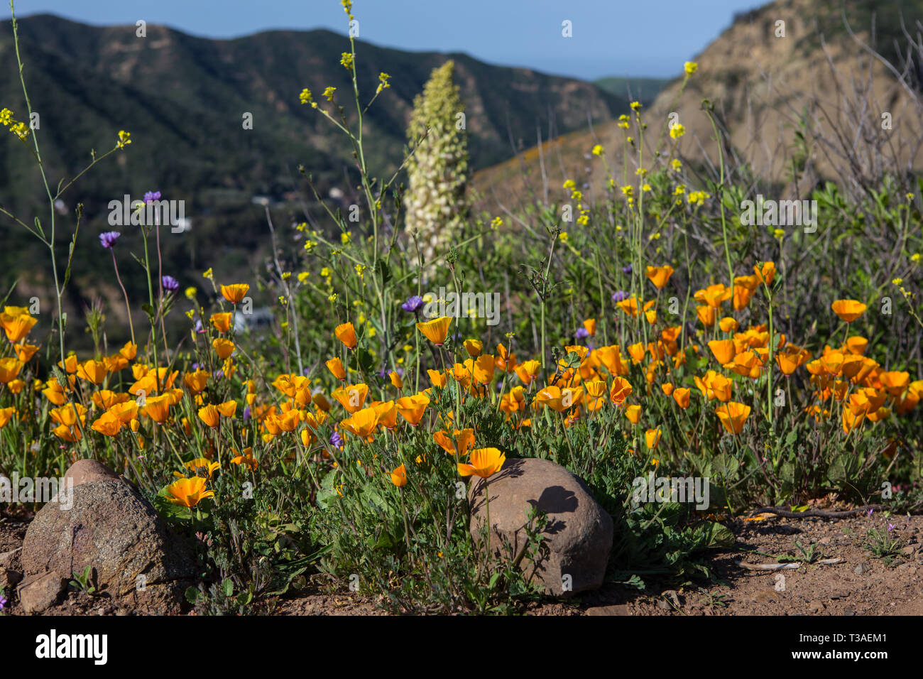 Papaveri della California, yucca e fiori selvatici che crescono nelle montagne di Santa Ana della contea di Orange, California; USA durante il super fiore del 2019 Foto Stock