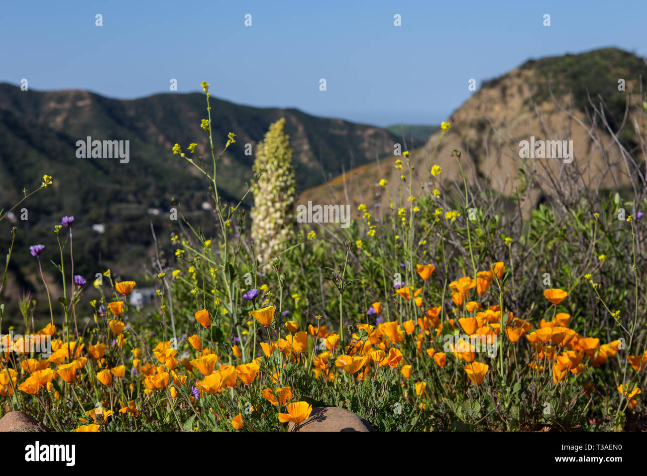 Papaveri della California, yucca e fiori selvatici che crescono nelle montagne di Santa Ana della contea di Orange, California; USA durante il super fiore del 2019 Foto Stock