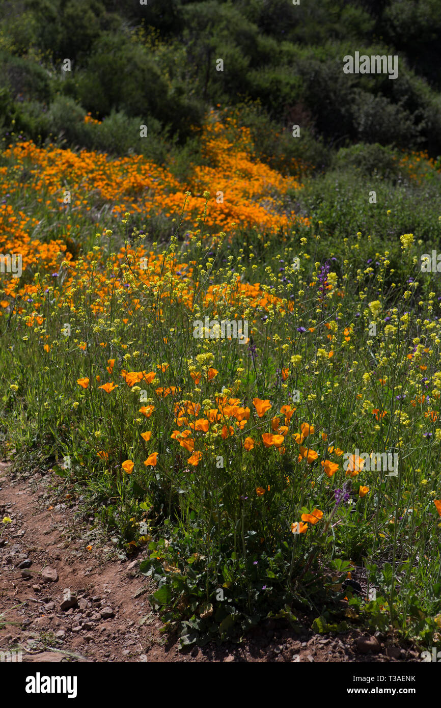 California Papaveri e fiori selvatici che crescono in Santa Ana montagne di Orange County, California, Stati Uniti d'America durante il 2019 super bloom Foto Stock