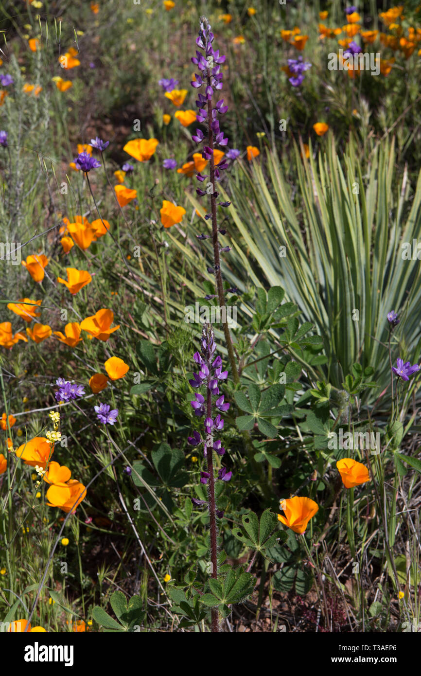 California Papaveri e fiori selvatici che crescono in Santa Ana montagne di Orange County, California, Stati Uniti d'America durante il 2019 super bloom Foto Stock
