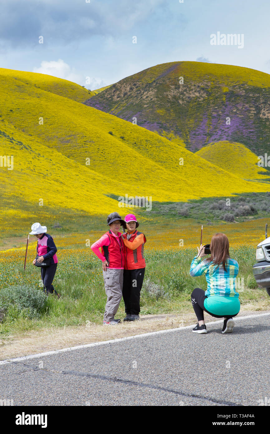 Visitatori sosta per foto di fiori selvaggi super fioriscono lungo la banchina di autostrada 58 appena fuori la Carrizo plain ,San Luis Obispo County, California Foto Stock