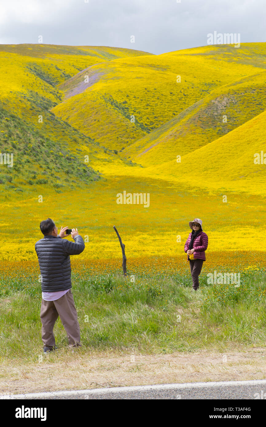 Visitatori sosta per foto di fiori selvaggi super fioriscono lungo la banchina di autostrada 58 appena fuori la Carrizo plain ,San Luis Obispo County, California Foto Stock