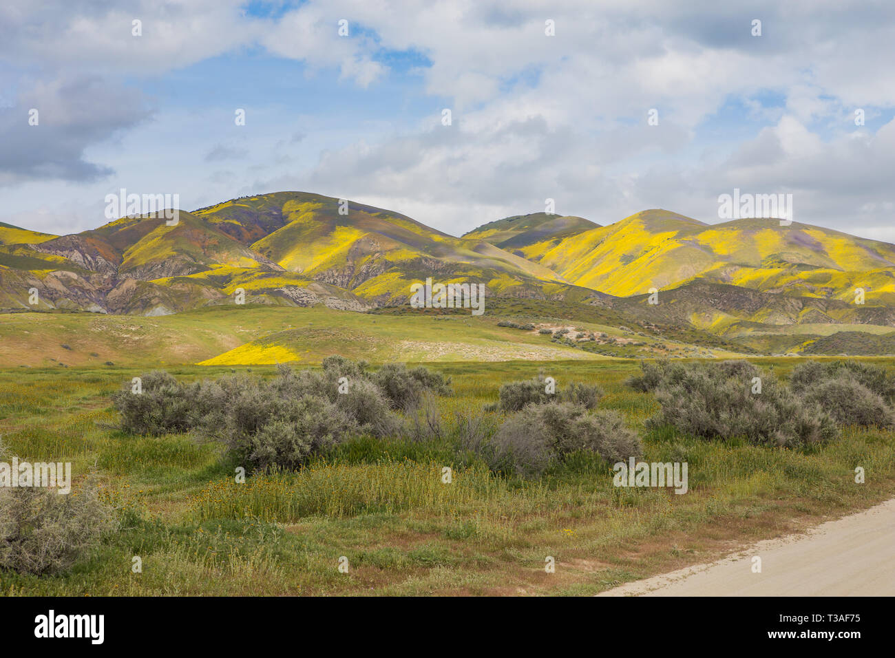 Fiore selvatico della California al monumento nazionale delle pianure di Carrizo nella contea di San Luis Obispo, Foto Stock