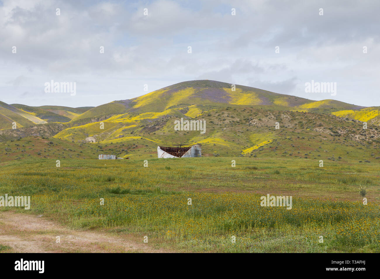 Fiore selvatico della California al monumento nazionale delle pianure di Carrizo nella contea di San Luis Obispo, Foto Stock
