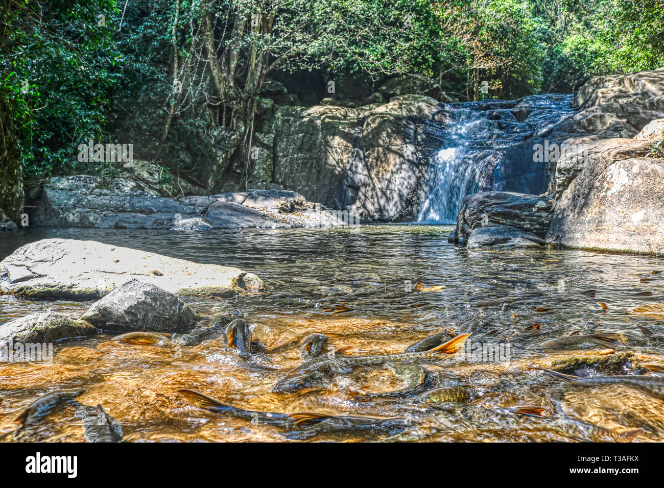 Questa unica foto mostra la giungla cascata e splendida natura anche chiamato Palau cascata Hua Hin in Thailandia Foto Stock