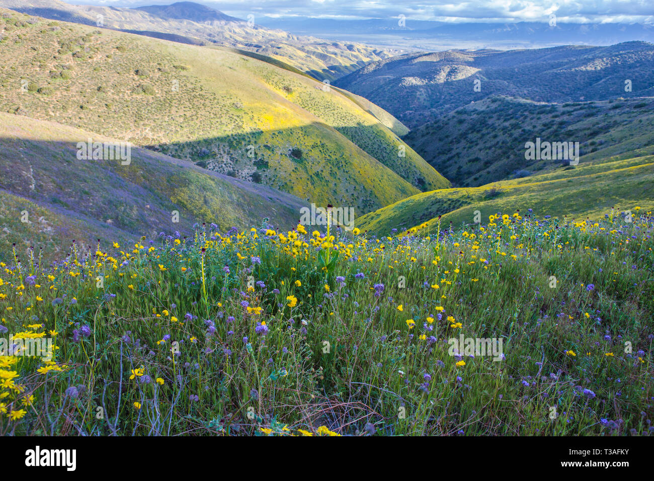 California fiori selvatici super bloom nella caliente gamma al lato ovest del Carrizo plain Monumento Nazionale di San Luis Obispo County, Foto Stock