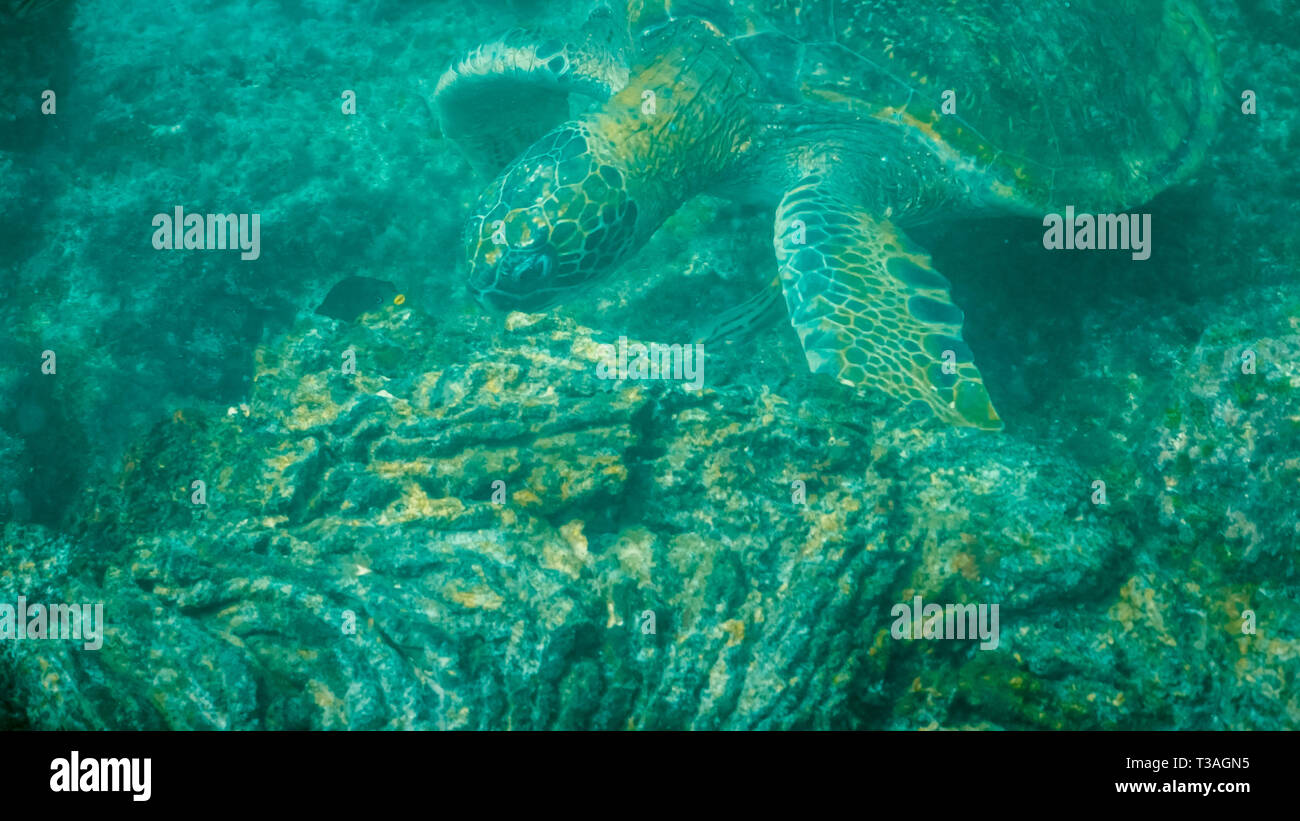 Subacquea fino in prossimità di una tartaruga verde alimentare a isla santiago Foto Stock