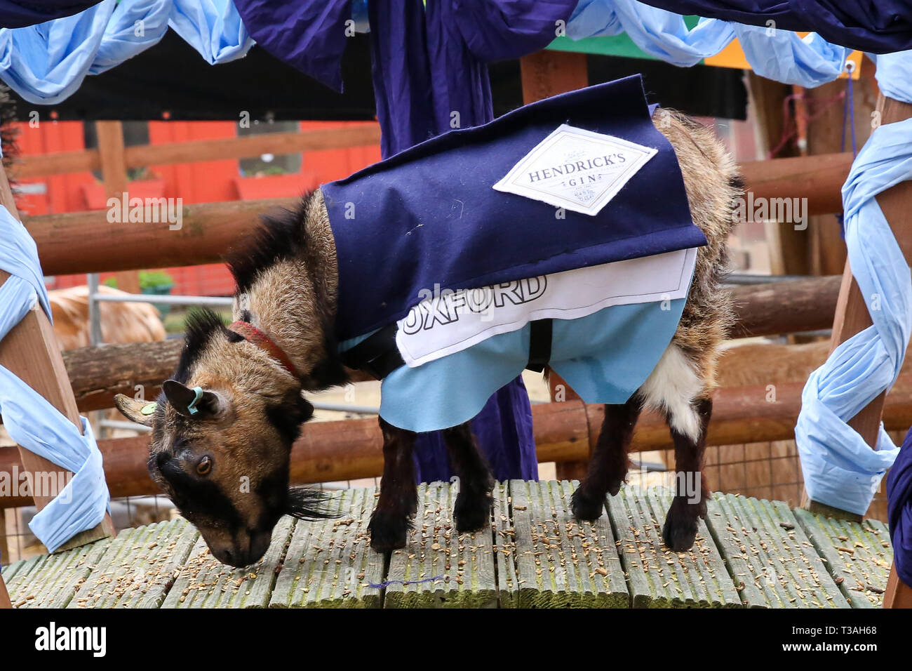 Il vincitore Hamish in rappresentanza di Oxford è visto sul podio dopo la Oxford vs Cambridge gara di capra nella zona est di Londra. Due capre pigmee competere nel corso del decimo Oxford e Cambridge gara di capra a Spitalfields City Farm, Bethnal Green nella zona est di Londra. L'annuale evento di beneficenza, che avviene contemporaneamente alla Oxford e Cambridge boat race, dove due capre, uno denominato Hamish in rappresentanza di Oxford e altri Hugo rappresentante di Cambridge per essere incoronato re Billy. Foto Stock