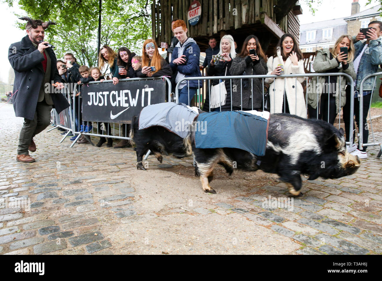 Due maiali sono visto che partecipano a una gara prima della Oxford vs Cambridge gara di capra nella zona est di Londra. Due capre pigmee competere nel corso del decimo Oxford e Cambridge gara di capra a Spitalfields City Farm, Bethnal Green nella zona est di Londra. L'annuale evento di beneficenza, che avviene contemporaneamente alla Oxford e Cambridge boat race, dove due capre, uno denominato Hamish in rappresentanza di Oxford e altri Hugo rappresentante di Cambridge per essere incoronato re Billy. Foto Stock