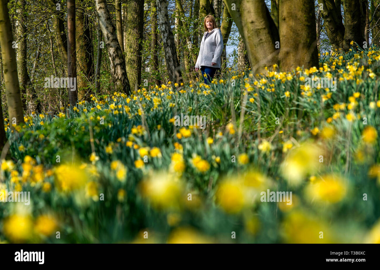 Bolton, Lancashire, Regno Unito. 08 apr, 2019. Bella e soleggiata start per le vacanze di Pasqua in Mosè Gate Country Park, Bolton, Lancashire. Le temperature sono attesi per colpire l'alto teens in Inghilterra del nord ovest per i prossimi giorni. Una donna si attiva attraverso una coltre di narcisi nei boschi. Foto di Paolo Heyes, Lunedì 08 Aprile, 2019. Credito: Paolo Heyes/Alamy Live News Foto Stock