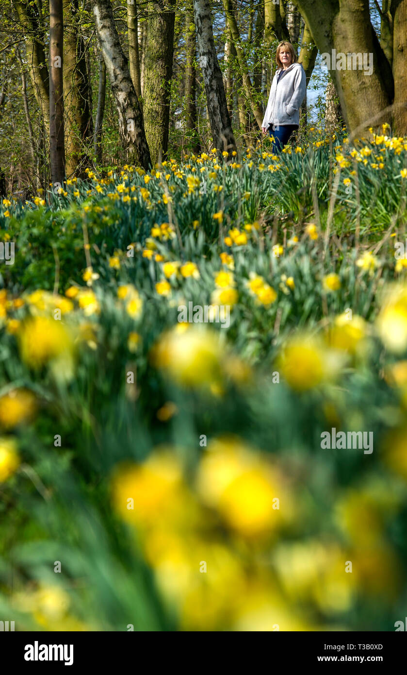 Bolton, Lancashire, Regno Unito. 08 apr, 2019. Bella e soleggiata start per le vacanze di Pasqua in Mosè Gate Country Park, Bolton, Lancashire. Le temperature sono attesi per colpire l'alto teens in Inghilterra del nord ovest per i prossimi giorni. Una donna si attiva attraverso una coltre di narcisi nei boschi. Foto di Paolo Heyes, Lunedì 08 Aprile, 2019. Credito: Paolo Heyes/Alamy Live News Foto Stock