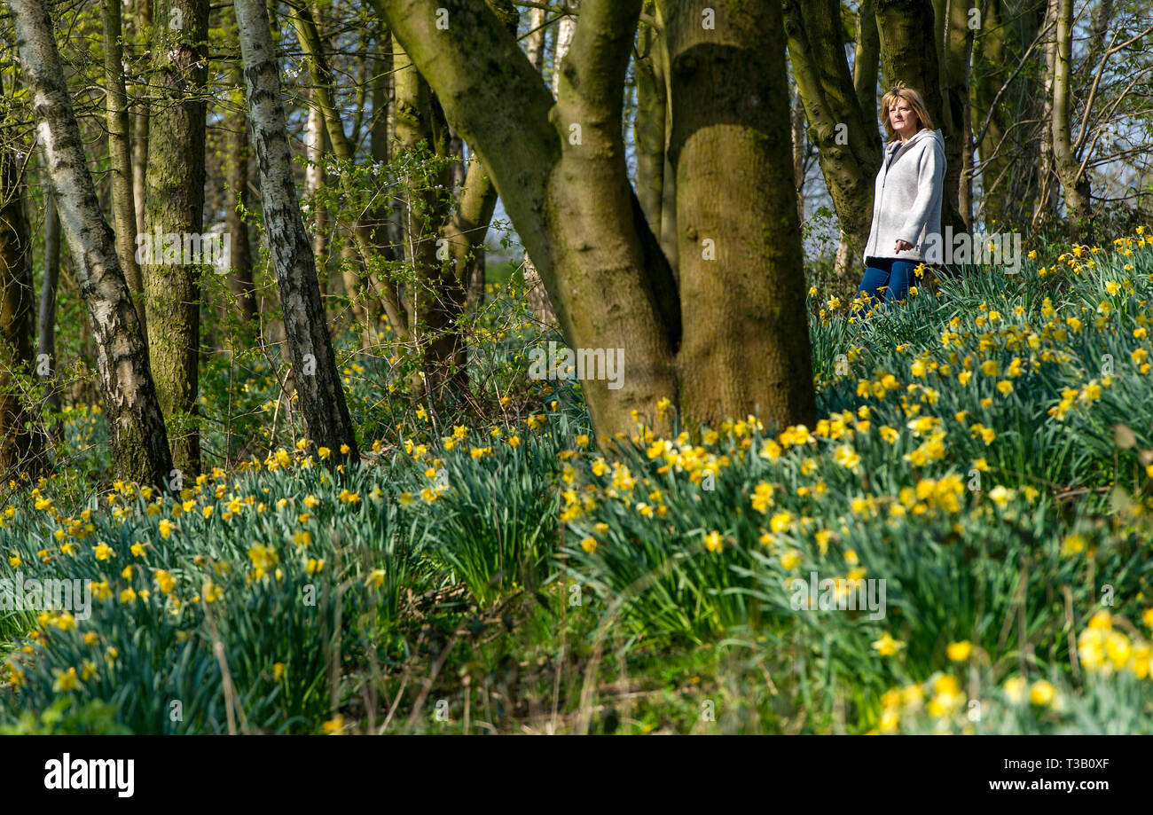 Bolton, Lancashire, Regno Unito. 08 apr, 2019. Bella e soleggiata start per le vacanze di Pasqua in Mosè Gate Country Park, Bolton, Lancashire. Le temperature sono attesi per colpire l'alto teens in Inghilterra del nord ovest per i prossimi giorni. Una donna si attiva attraverso una coltre di narcisi nei boschi. Foto di Paolo Heyes, Lunedì 08 Aprile, 2019. Credito: Paolo Heyes/Alamy Live News Foto Stock