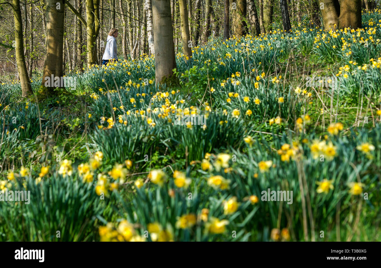 Bolton, Lancashire, Regno Unito. 08 apr, 2019. Bella e soleggiata start per le vacanze di Pasqua in Mosè Gate Country Park, Bolton, Lancashire. Le temperature sono attesi per colpire l'alto teens in Inghilterra del nord ovest per i prossimi giorni. Una donna si attiva attraverso una coltre di narcisi nei boschi. Foto di Paolo Heyes, Lunedì 08 Aprile, 2019. Credito: Paolo Heyes/Alamy Live News Foto Stock