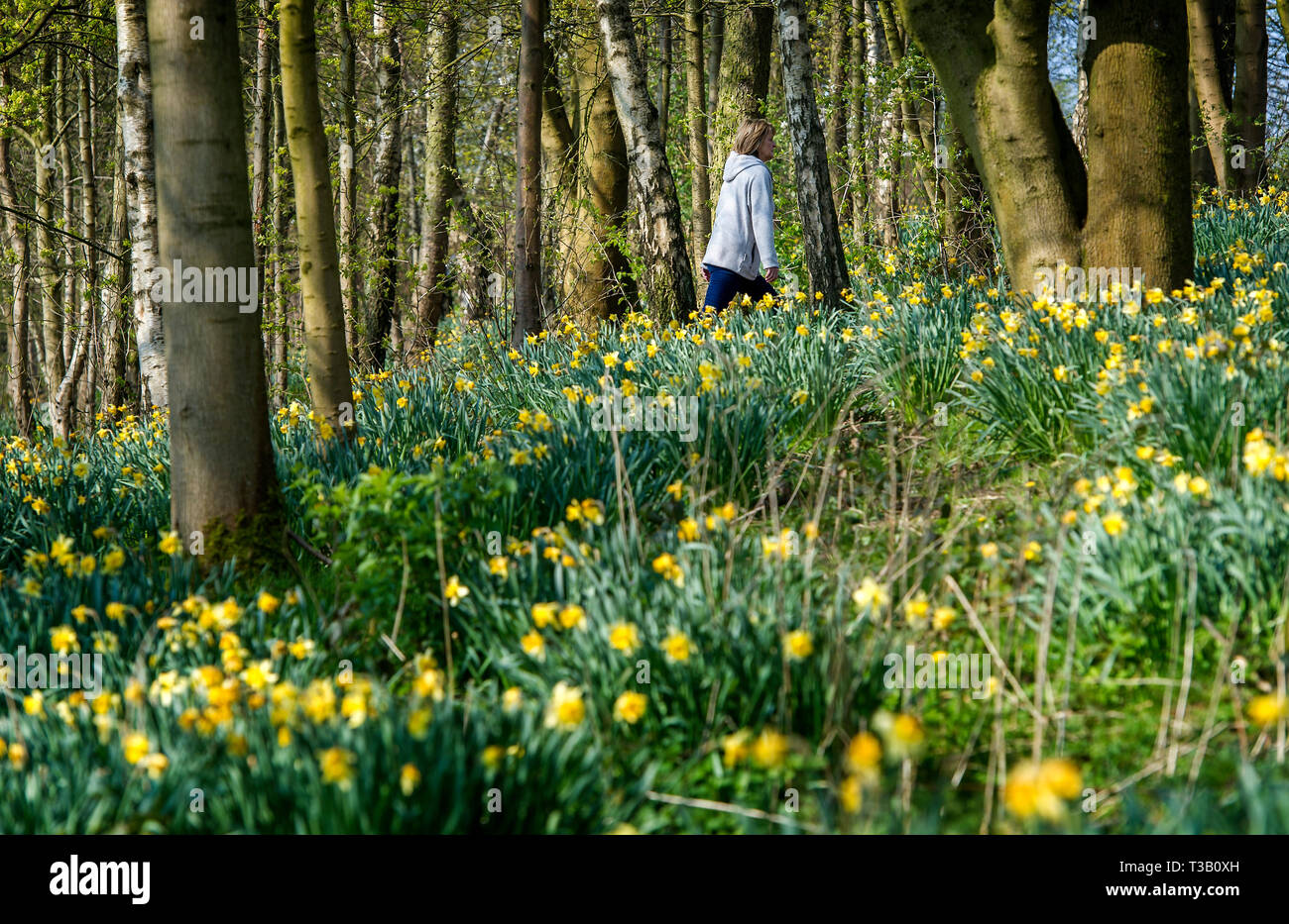 Bolton, Lancashire, Regno Unito. 08 apr, 2019. Bella e soleggiata start per le vacanze di Pasqua in Mosè Gate Country Park, Bolton, Lancashire. Le temperature sono attesi per colpire l'alto teens in Inghilterra del nord ovest per i prossimi giorni. Una donna si attiva attraverso una coltre di narcisi nei boschi. Foto di Paolo Heyes, Lunedì 08 Aprile, 2019. Credito: Paolo Heyes/Alamy Live News Foto Stock