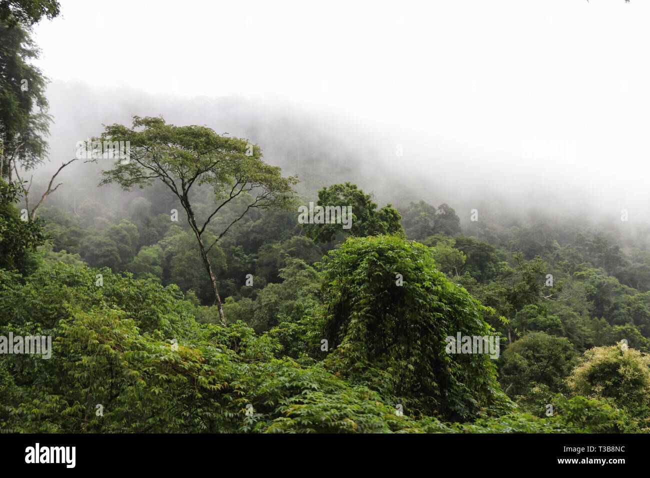 Foresta pluviale vicino a Rio de Janeiro Foto Stock