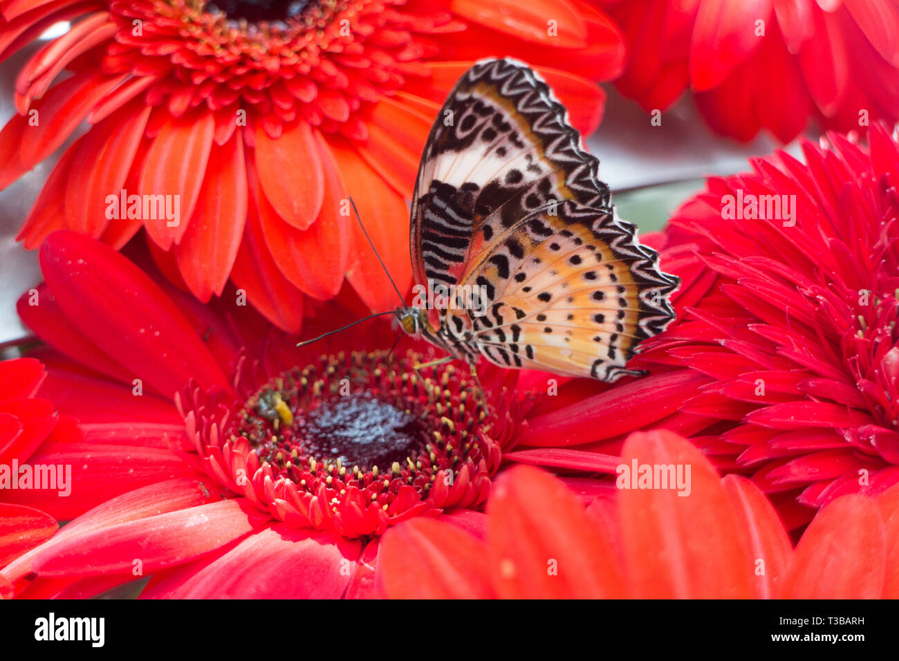 Farfalla singola su fiori di colore rosso Foto Stock
