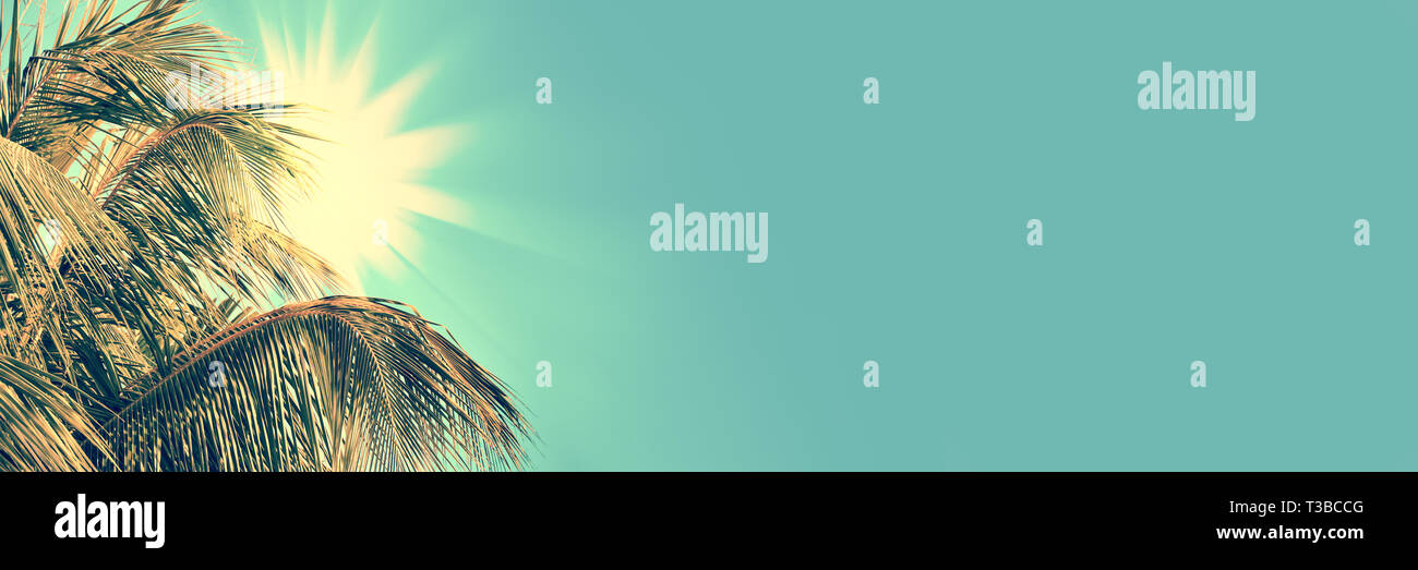 Sole, palme e cielo azzurro sfondo panoramico con spazio di copia Foto Stock