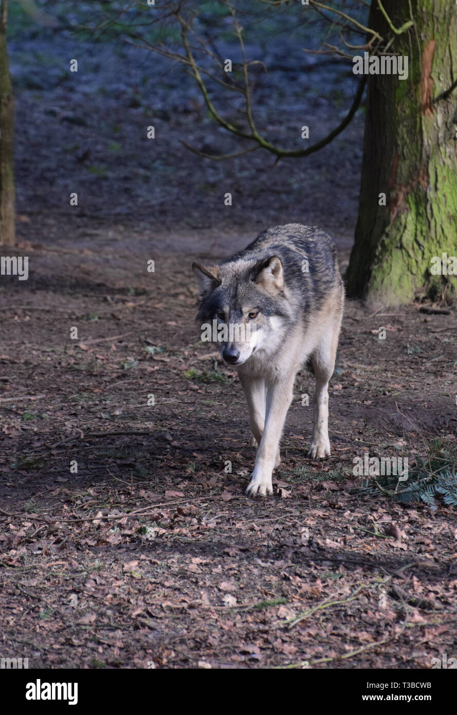 Eurasian Wolf camminare attraverso la foresta di alberi Foto Stock