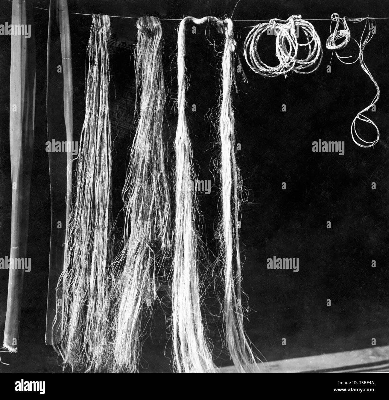 Fibra di agave Foto Stock