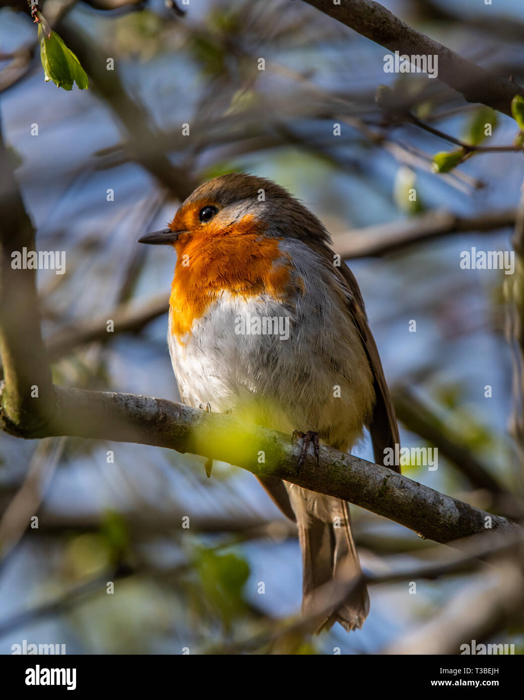 Un robin, erithacus rubecula, seduta appollaiato su un ramo in un giardino bush in Scozia Foto Stock