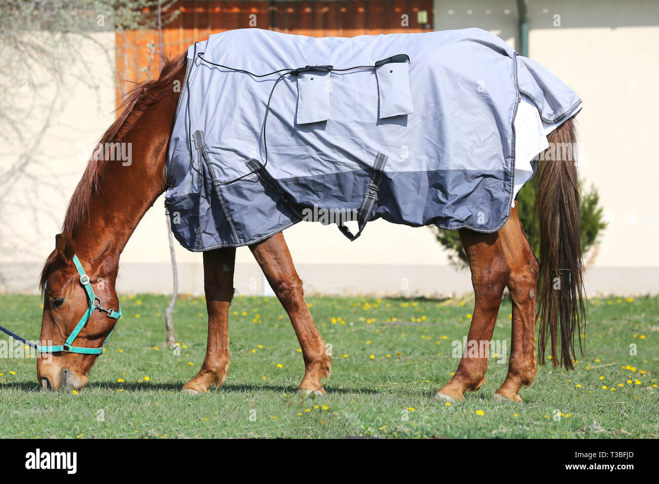 Vista laterale foto di un giovane delle corse ippiche dopo la formazione con un nuovissimo hherapy magnetico coperta di cavallo alla Fattoria degli animali il tempo primaverile Foto Stock